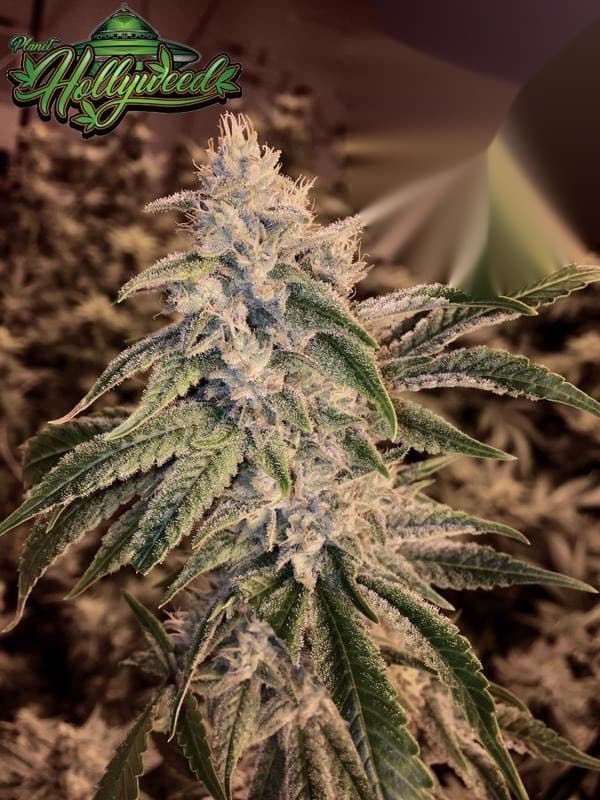 White Gorilla cannabis plant flowering p
