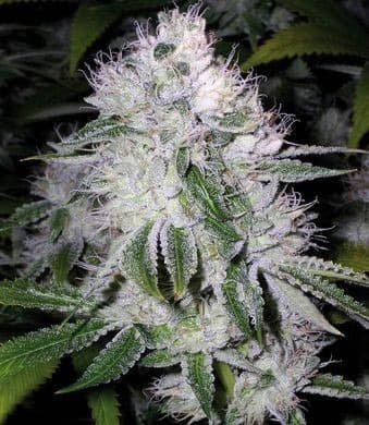 whiteberry bud.jpg