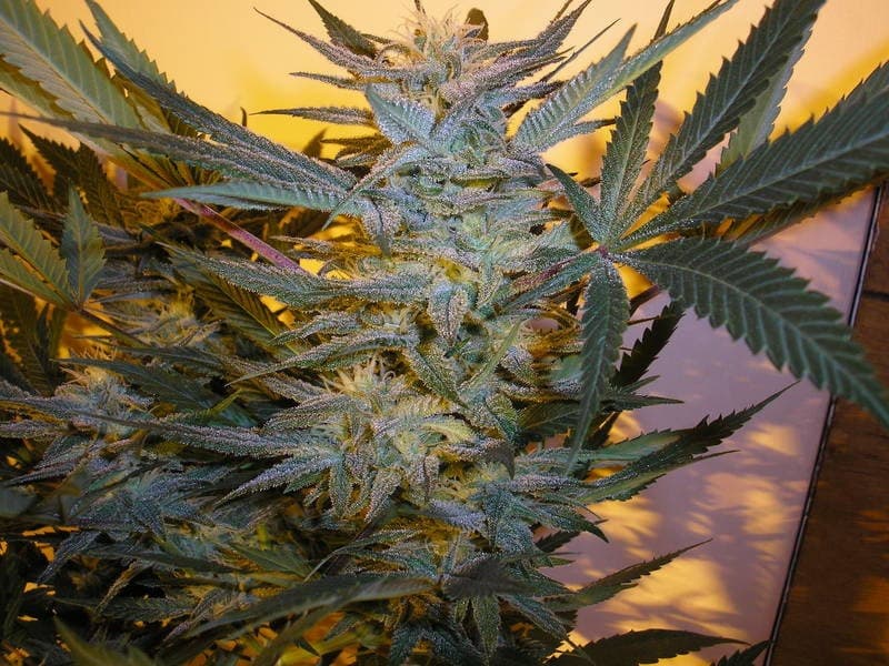 xxx headband og plant.JPG