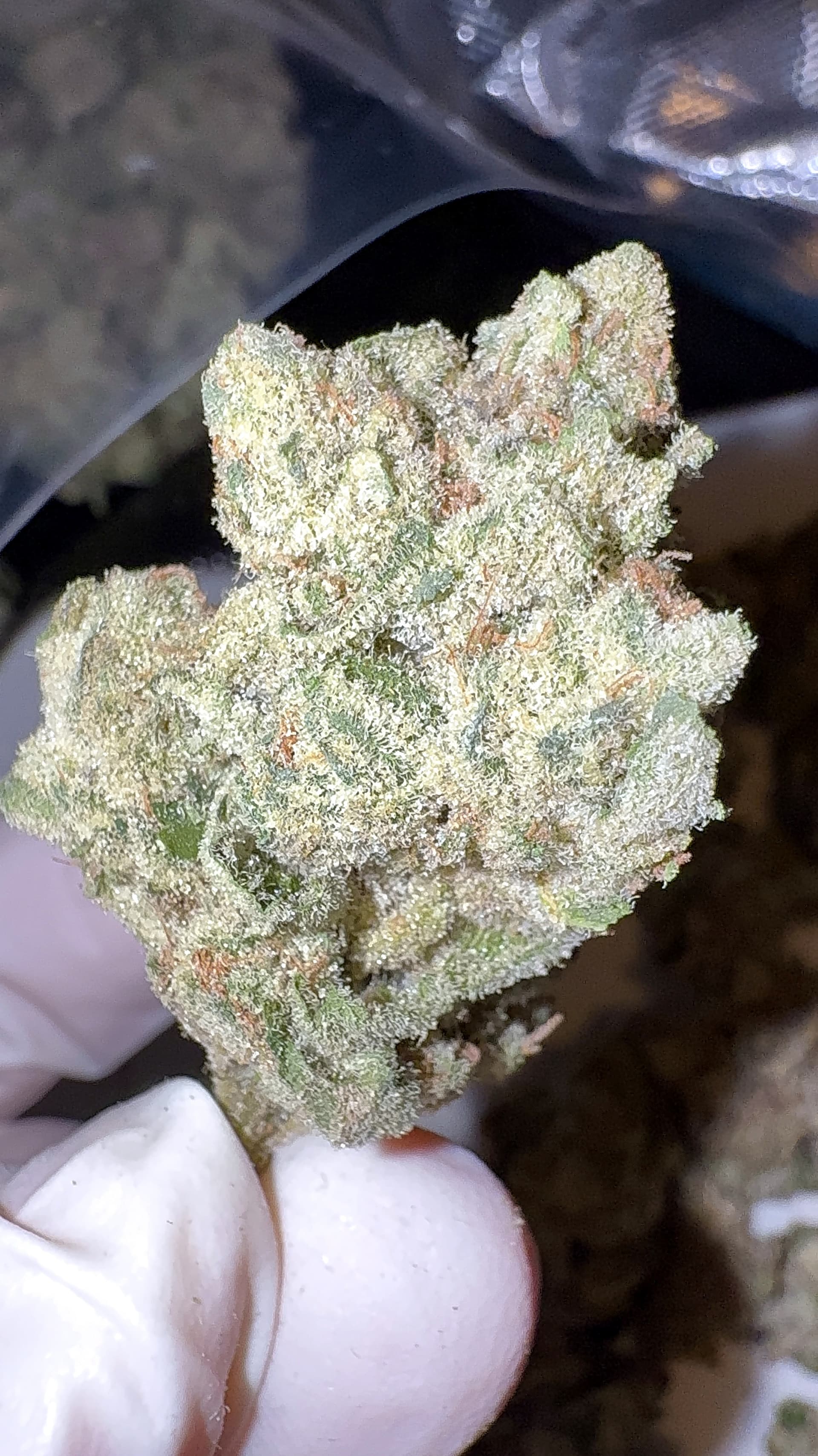 Big Moose Premium Indoor THCp Flower - Gelato #41 thumbnail 2