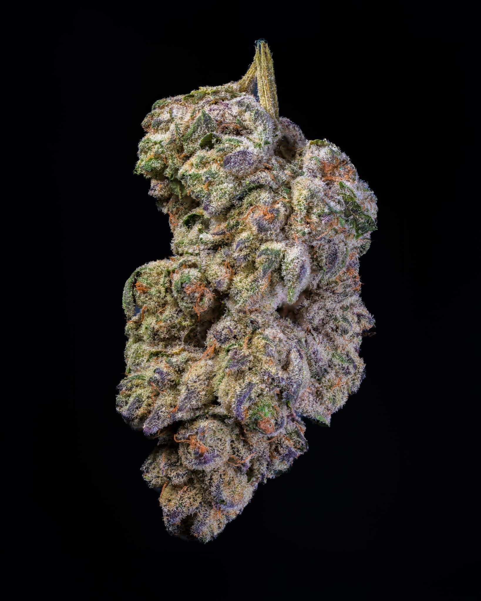 Big Moose Premium Indoor THCp Flower - Tropical Cookies thumbnail 3