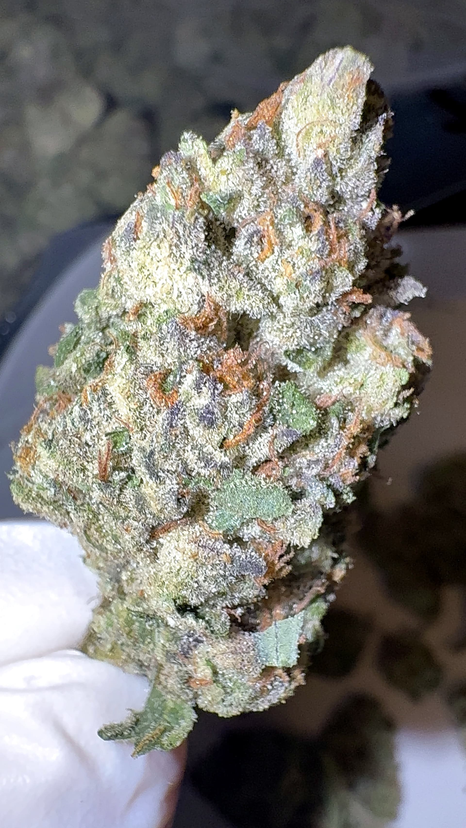Highly Favored - Exotic THCa Flower - Candy Mintz thumbnail 2