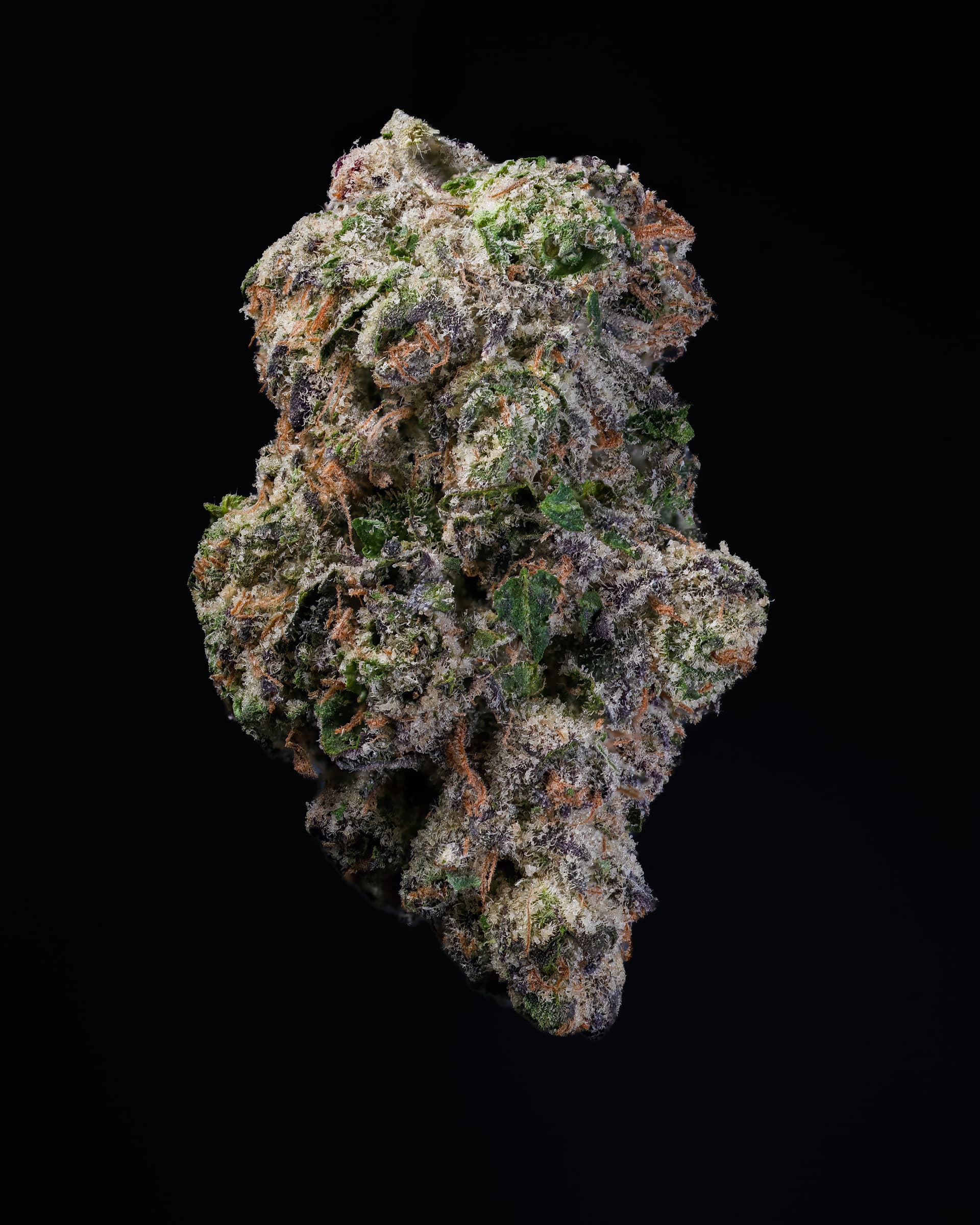 Big Moose Highly Favored — THCa — Zerbanger thumbnail 2