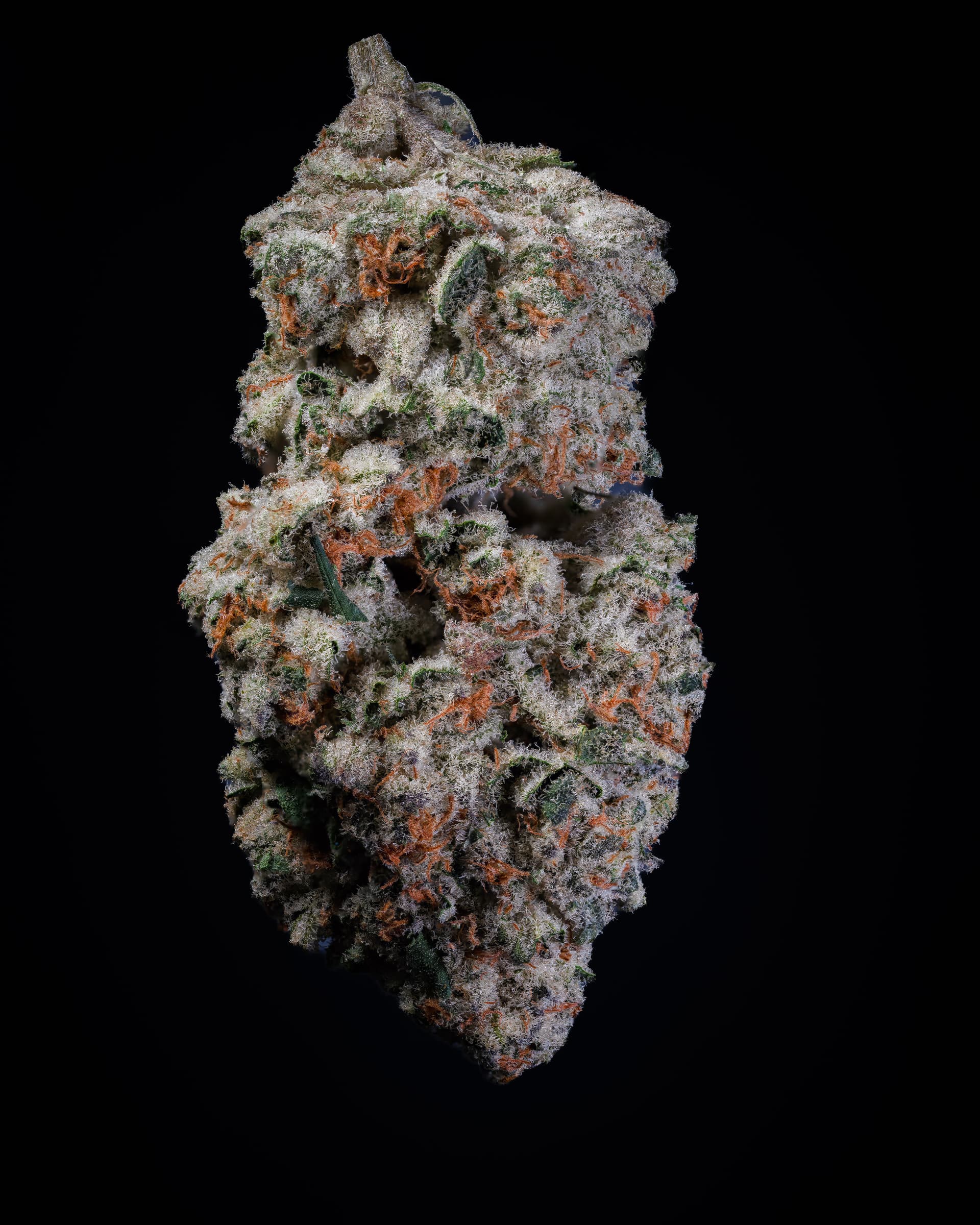 Highly Favored - Exotic THCp Flower - Zoap thumbnail 2