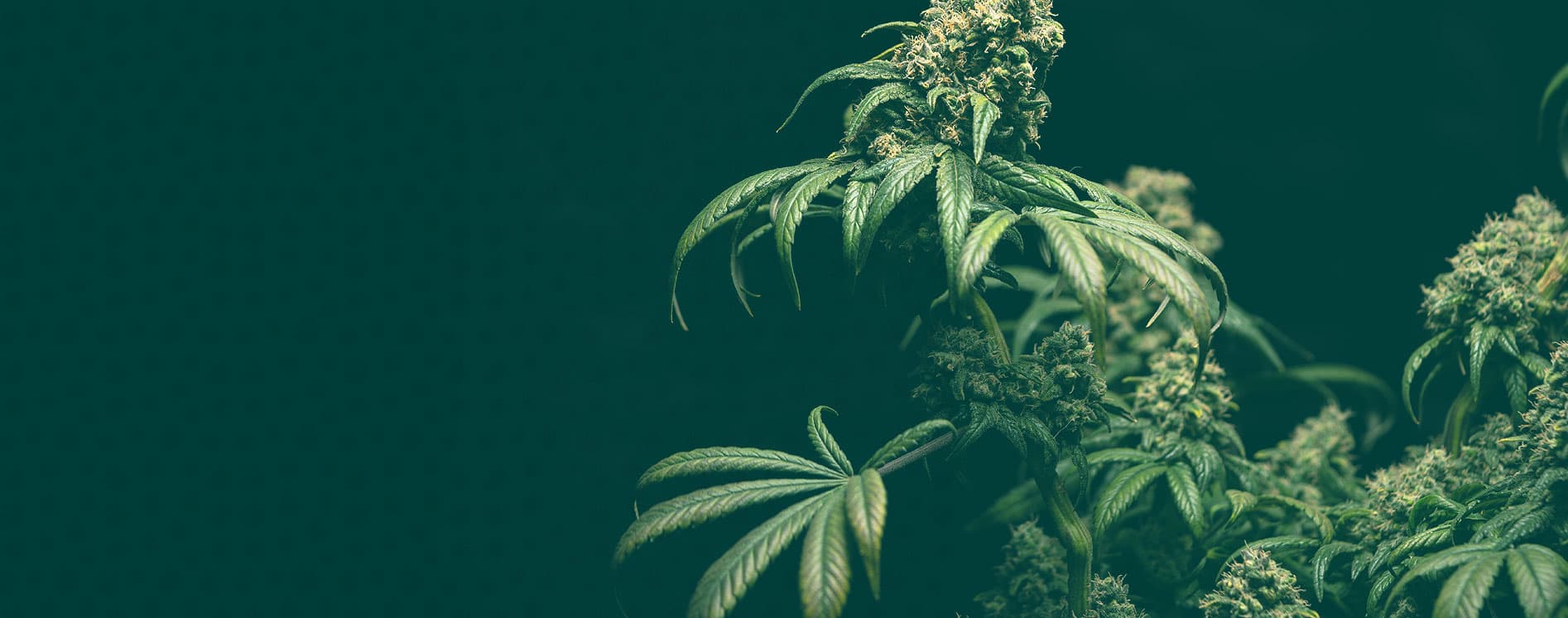 Healthy cannabis plant in vegetative growth