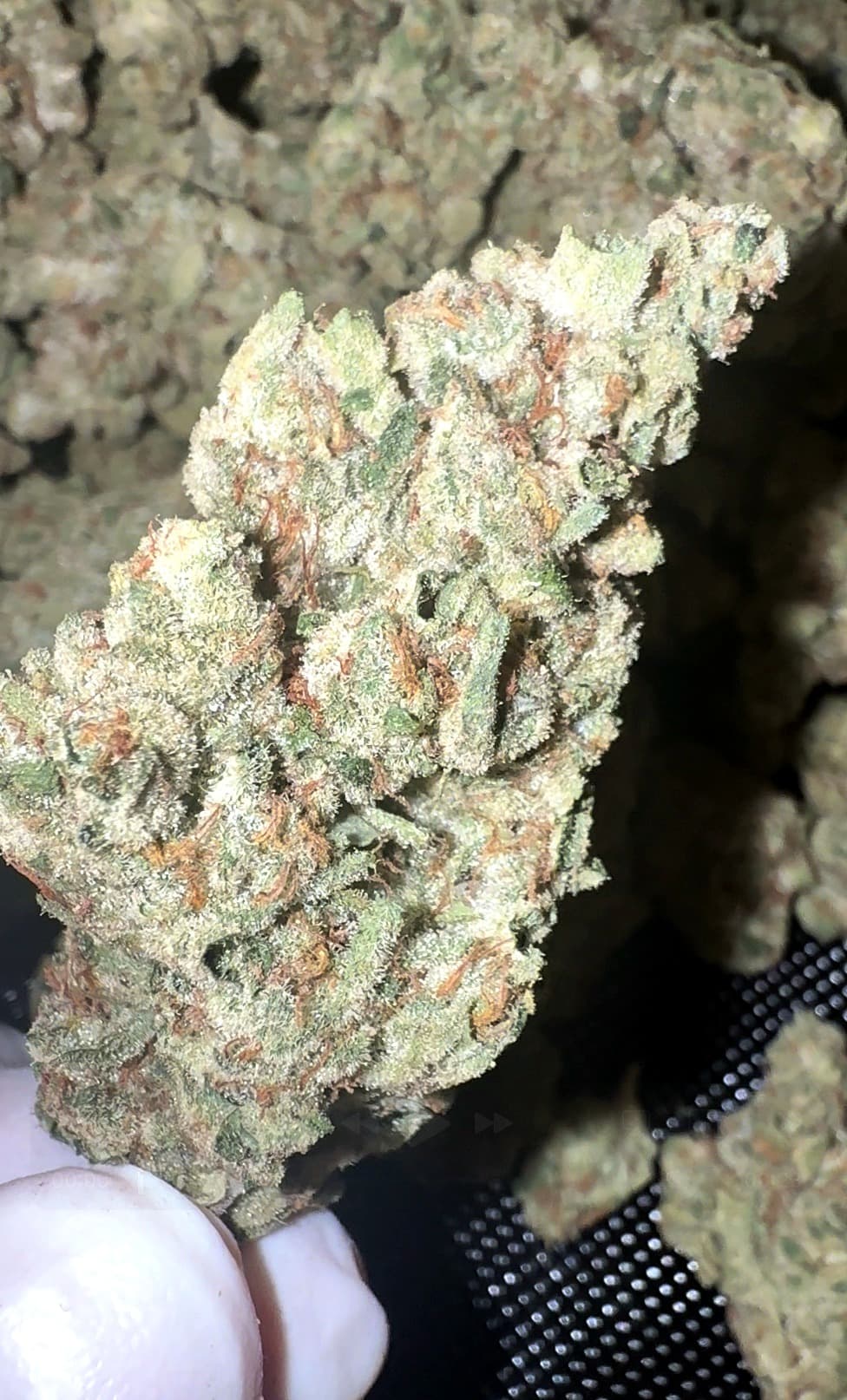 Big Moose Premium Indoor THCp Flower - Tropical Cookies